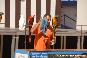 Espectáculo de aves exóticas de Paco Pluma en El Caracol (Foto Francisco Javier Santana)